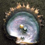 La nacre qui produit les perles de Tahiti. Elle est aussi appelé "mère de la perle"